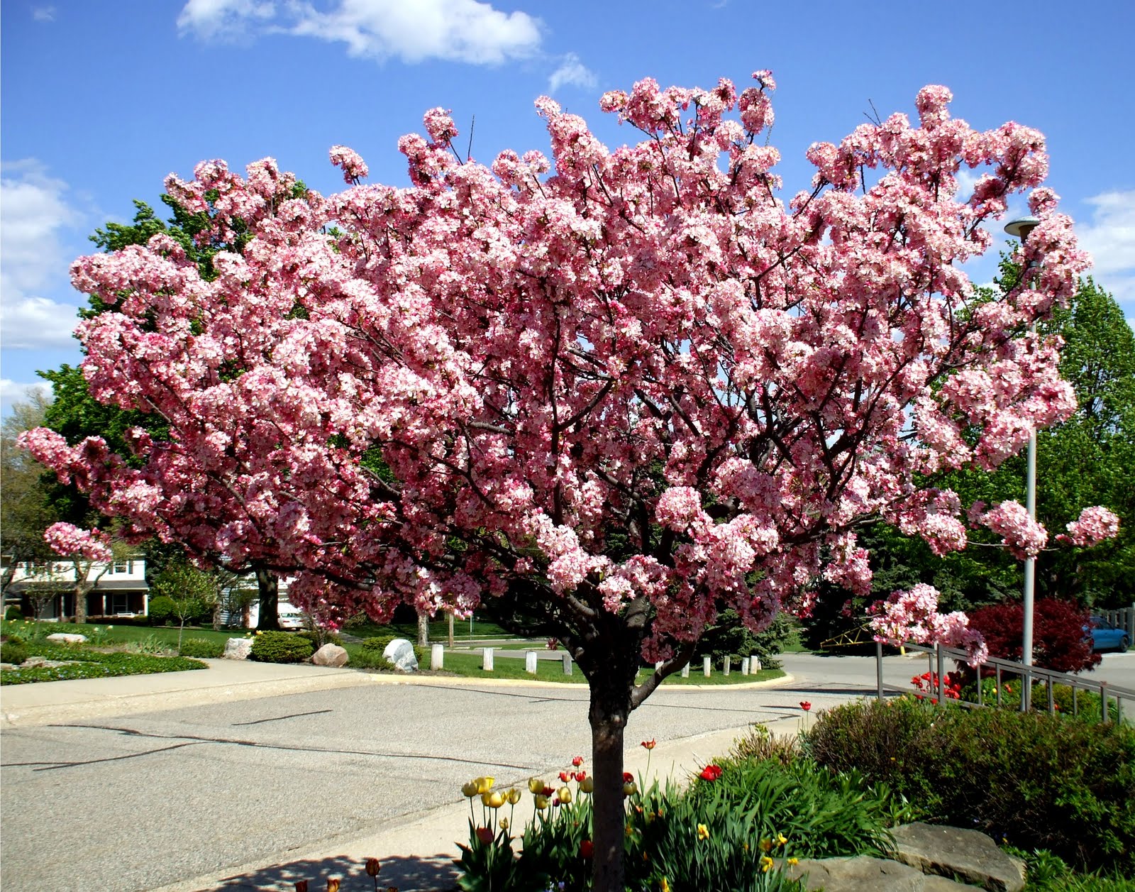 a rose in the garden coral burst crabapple a rose in the garden coral burst crabapple