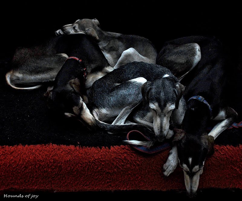 Hounds of Joy