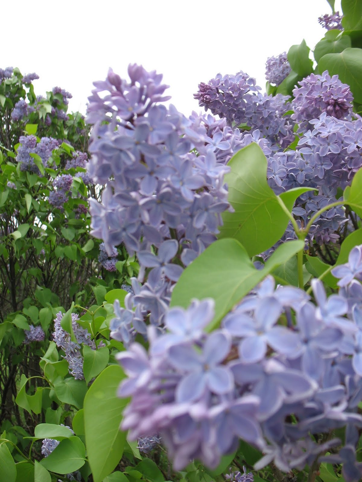 Iowa Grasslands Lilacs