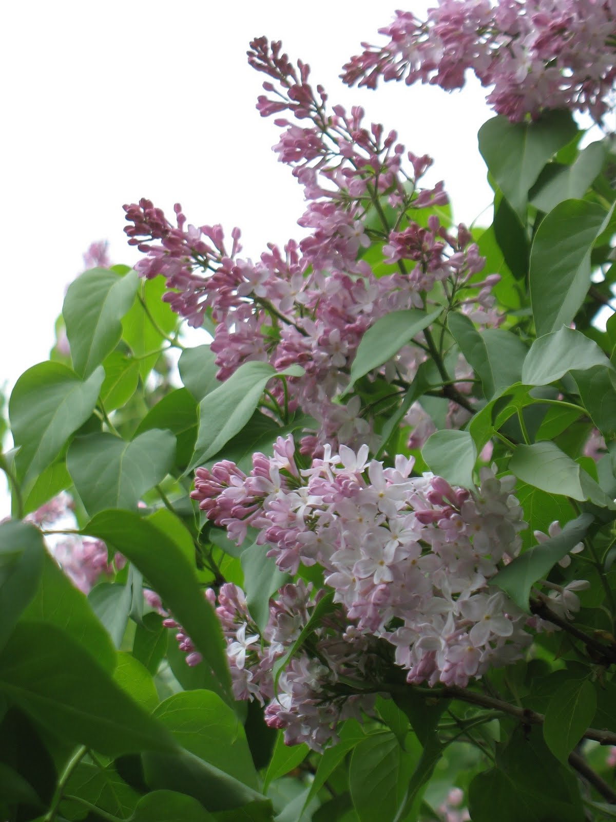 Iowa Grasslands Lilacs