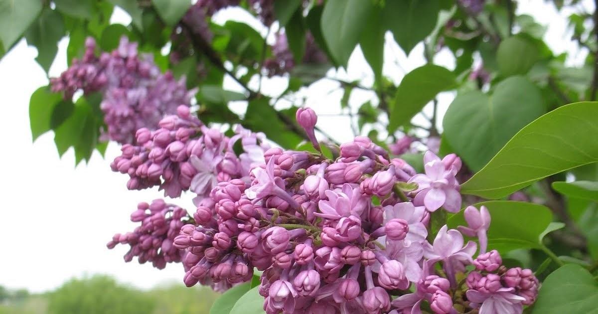 Iowa Grasslands Lilacs