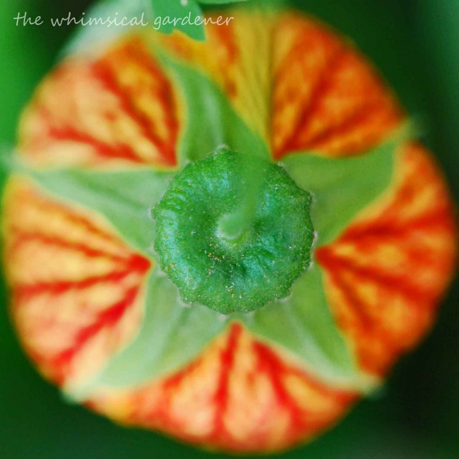 Abutilon Red Monarch