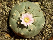 Peyote en flor