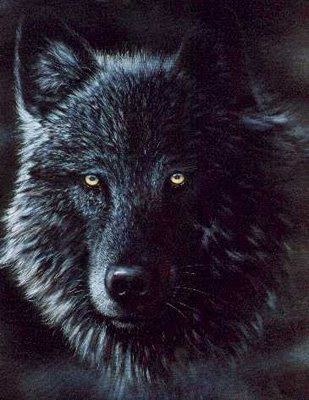 the black wolf