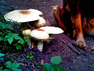 Monster Mushrooms - don't do this at home!