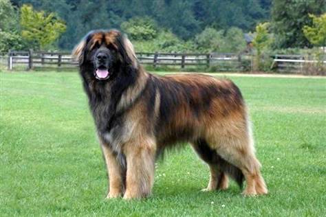 Giant Breed Dogs Rescue Idaho Giant Breed Dogs Rescue Idaho