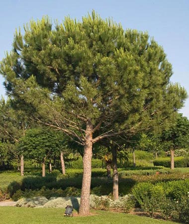 [Pinus%20pinea.jpg]