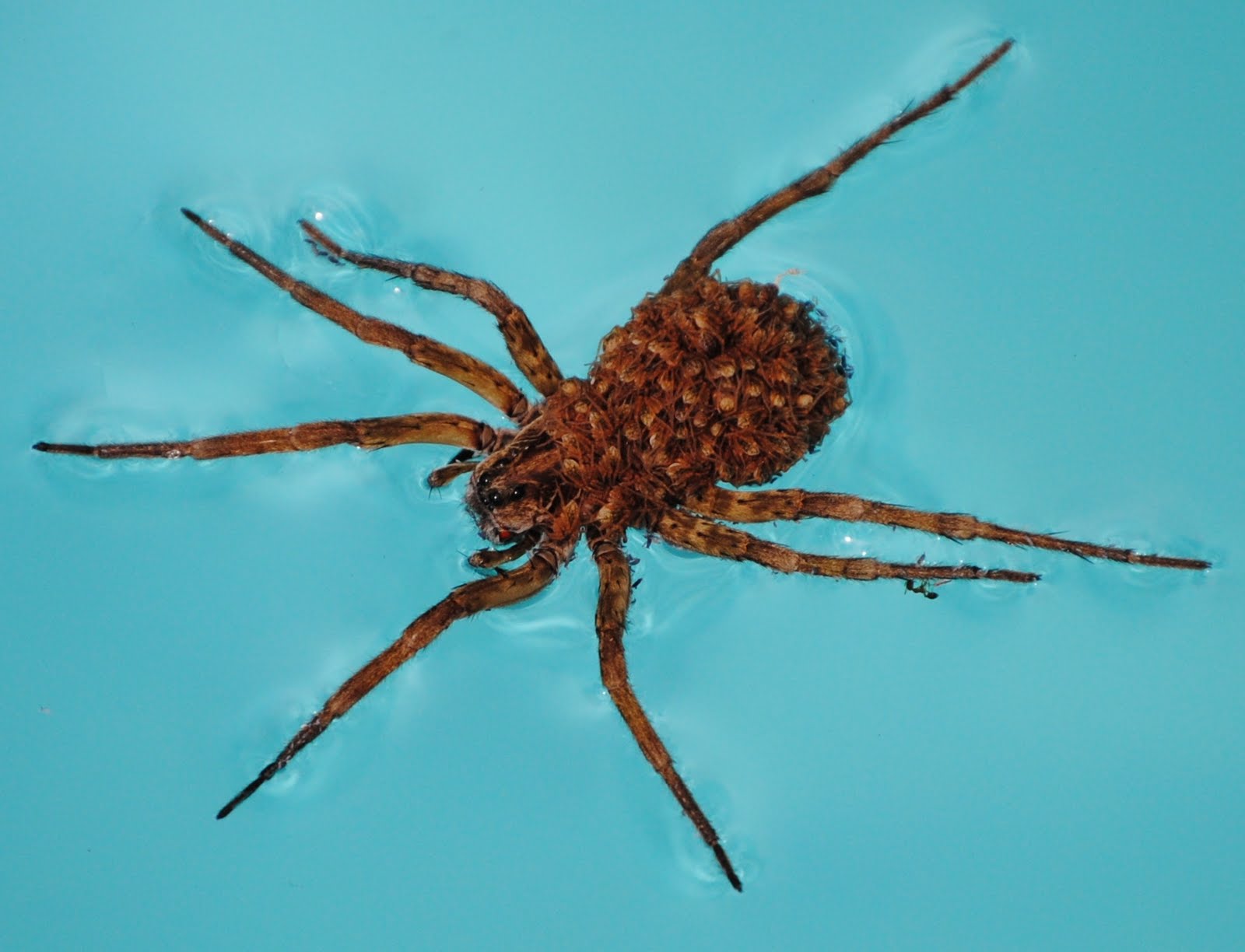 Florida Wolf Spider