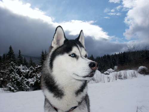 HUSKY SIBERIAN