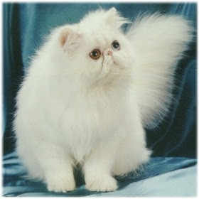 persian_cat_white.jpg