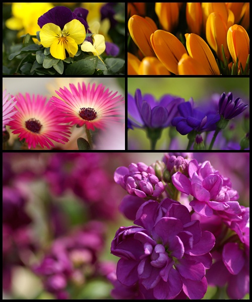 wallpaper flowers free download. Free Download