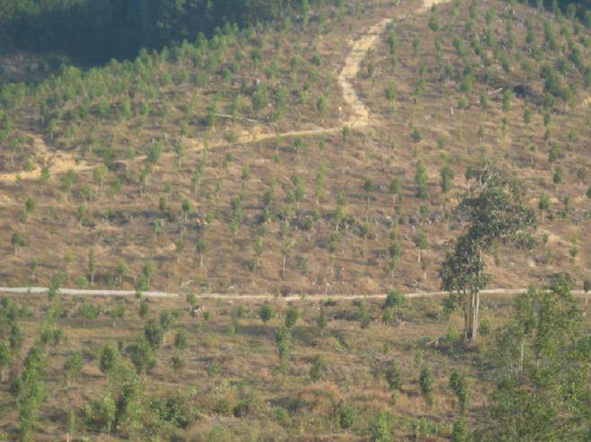 LADANG GAHARU DI MERCHANG, TERENGGANAU