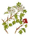 [hawthorn.jpg]