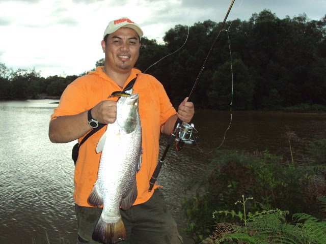 Barramundi aka Selungsung