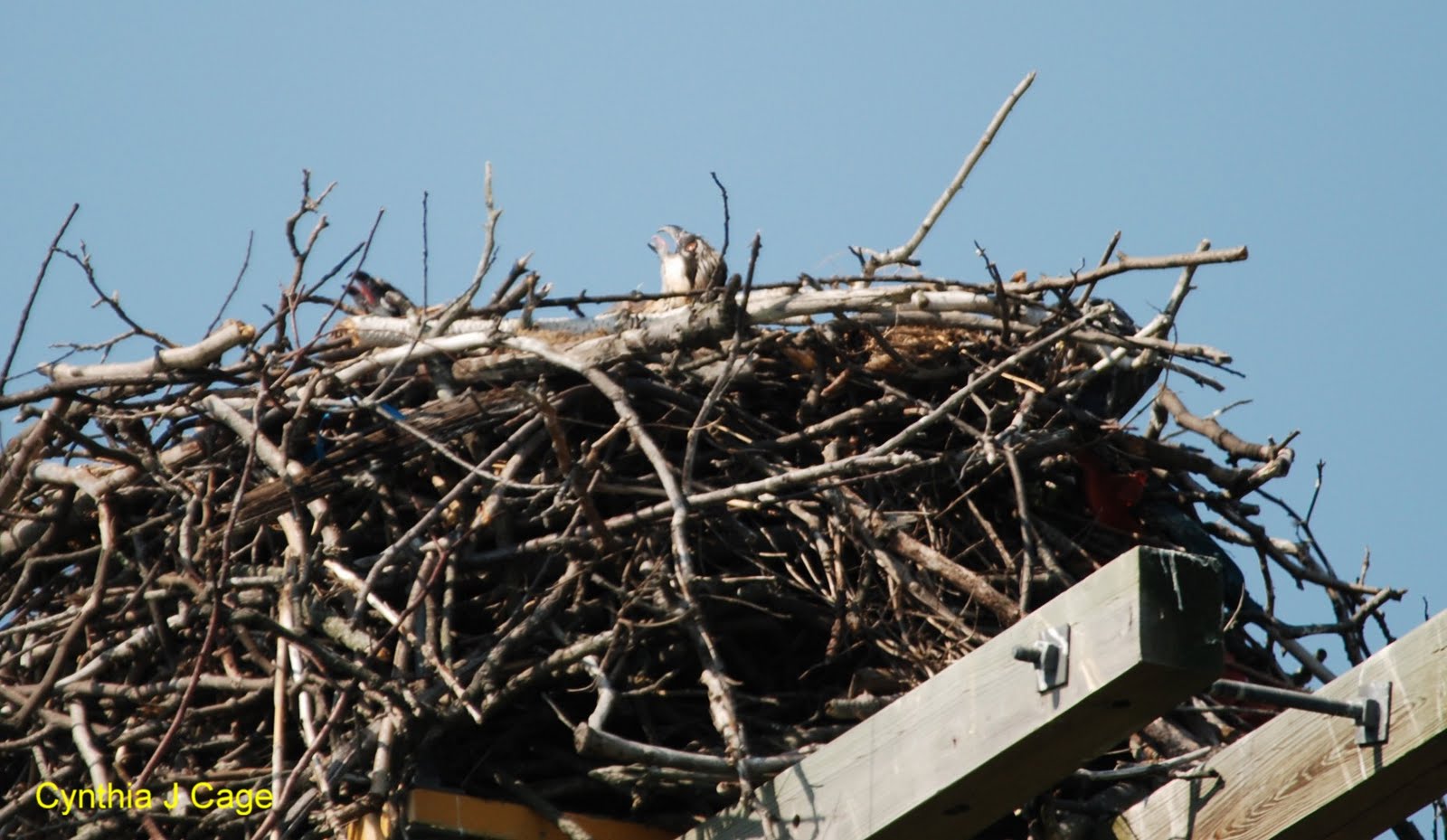 Living in BrooklynLonging for Maine Two Awesome Osprey Nests