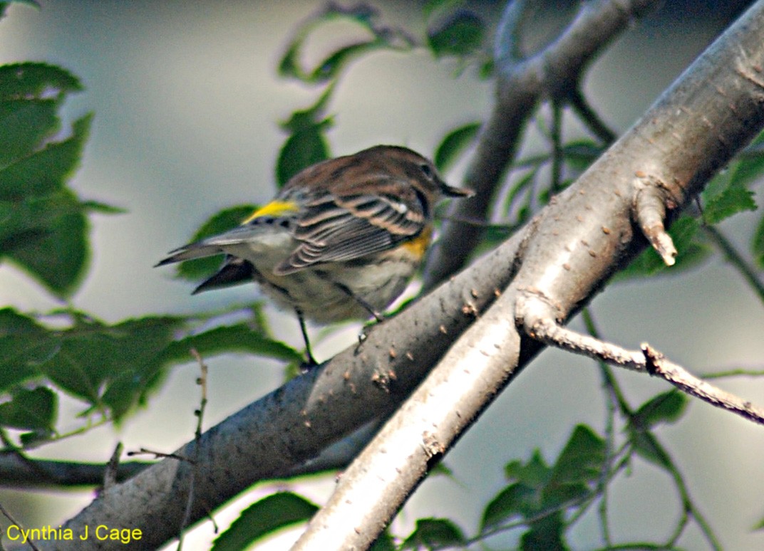 Living in BrooklynLonging for Maine More Unique Backyard Birds