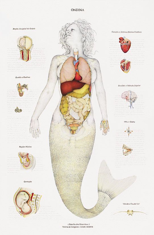 [mermaid-anatomy.jpg]