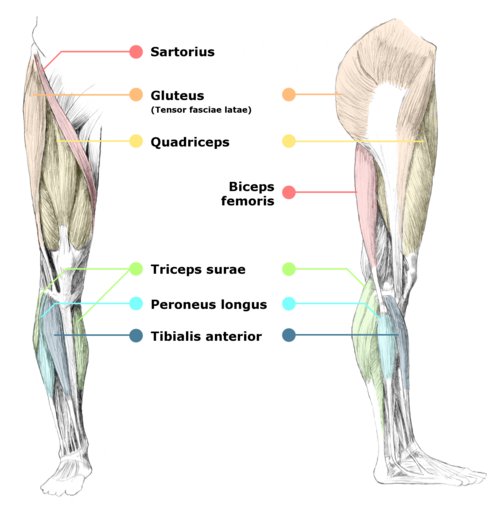 [leg-muscles.jpg]