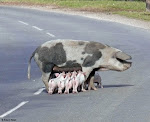 "Road Hog"