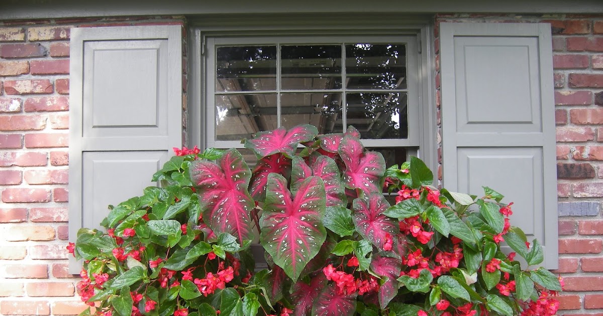 Pictures of Window Boxes Beth's XL Carolina Cononut Coir Lined Window Box
