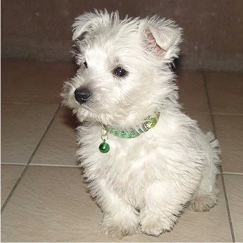 West%252BHighland%252BWhite%252BTerrier%252BDog%252BBreed%252BImages%252B03.jpg