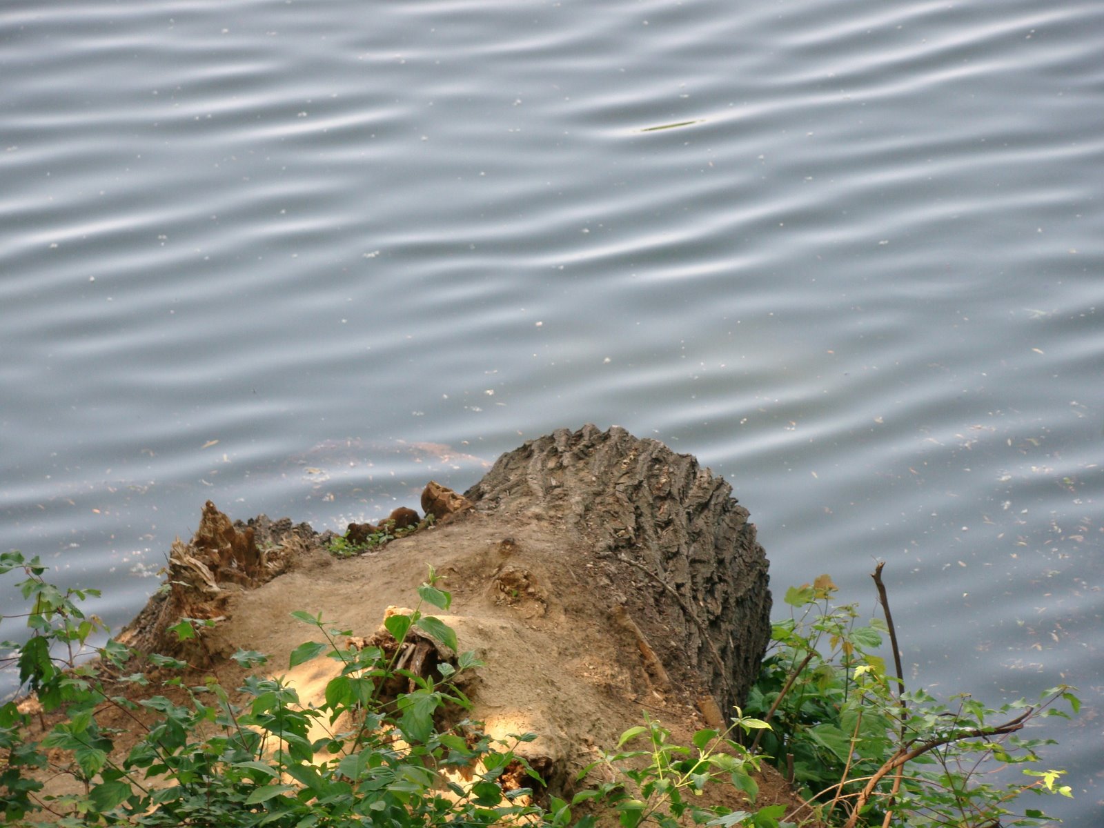 [DSC05508.JPG]