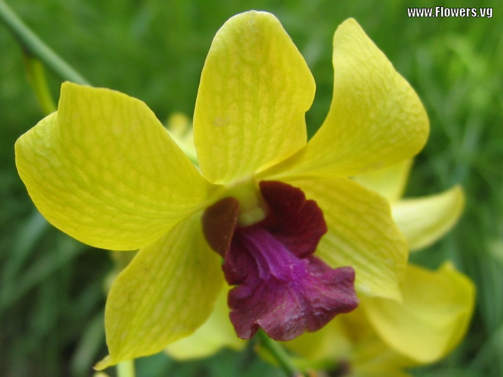 [orchid-yellow-purple.jpg]