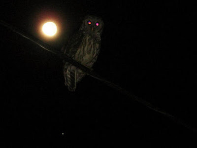 moon and owl