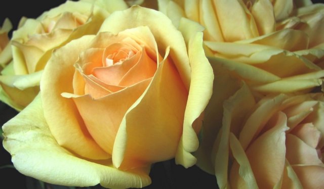 [Roses4.jpg]