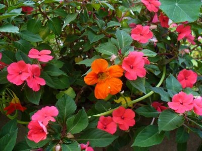 [flor+ZÃ&shy]