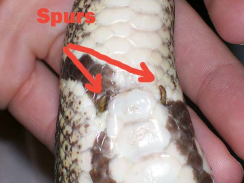 And I Think to Myself...What A Wonderful World.: Anatomy: You're Doin