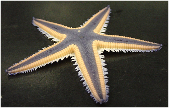 purple starfish on anus ass hot pants