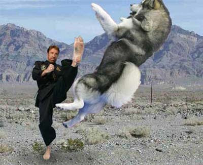 chuck_norris_dog.jpg