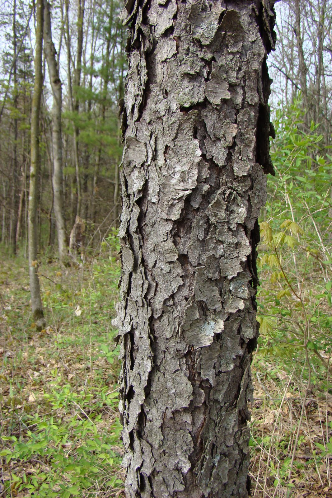 birdy words & whims Learning some of Wisconsin's trees by bark