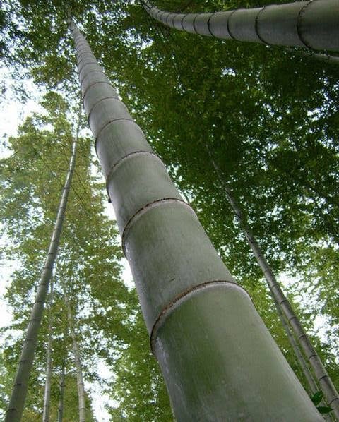 [BAMBOO.jpg]