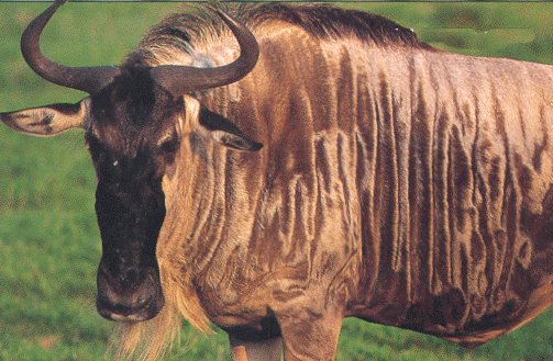 [gnu.bmp]