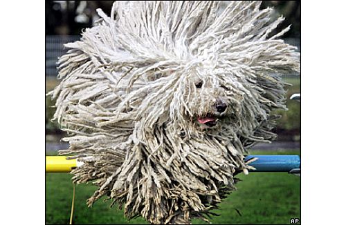 puli dog puppy