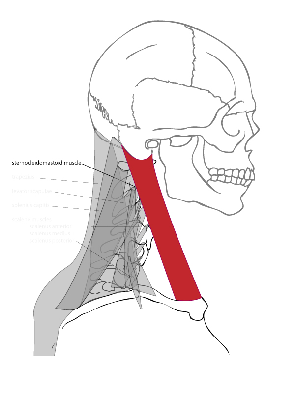Paint Draw Paint, Learn to Draw: Drawing Basics: Anatomy of the neck