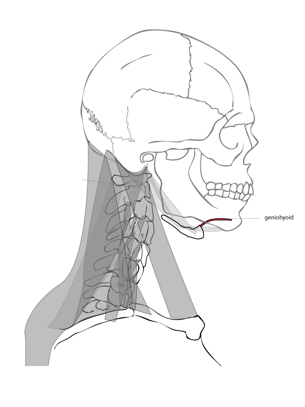 Paint Draw Paint, Learn to Draw: Drawing Basics: Anatomy of the neck