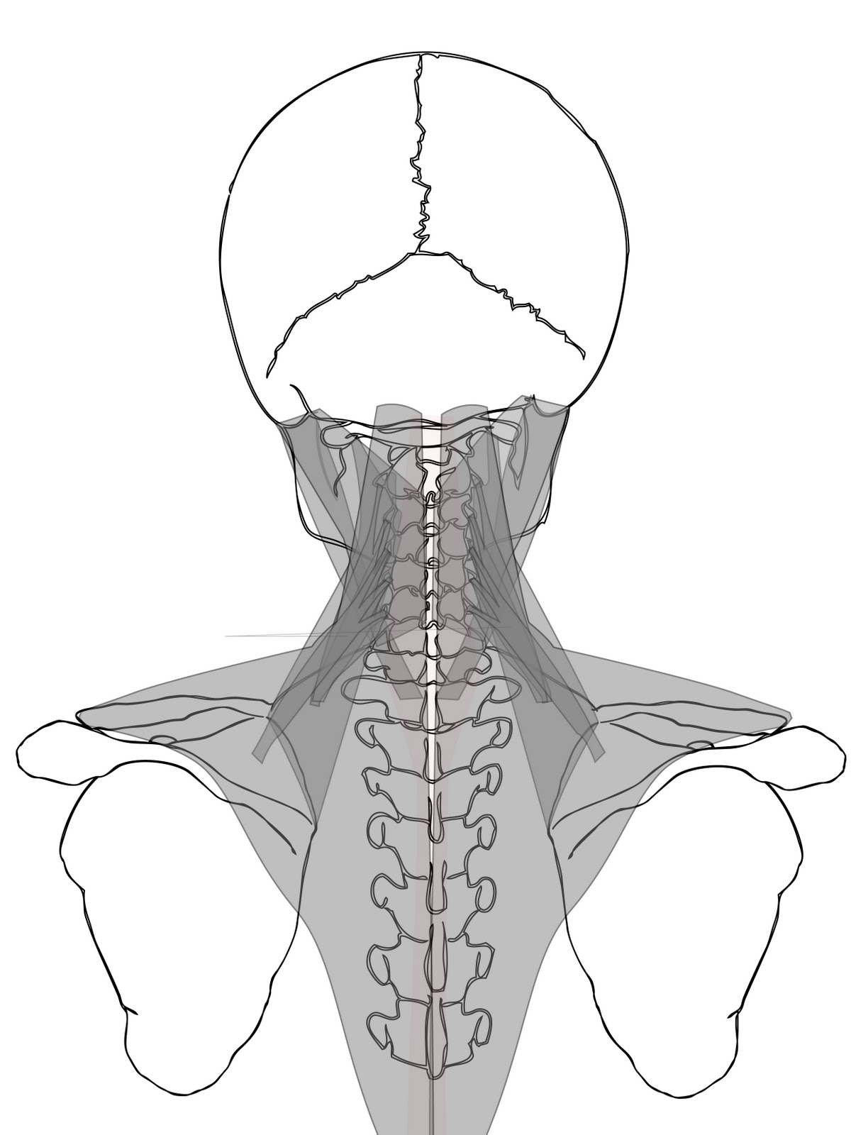 Paint Draw Paint Learn To Draw Anatomy Basics The Che vrogue.co