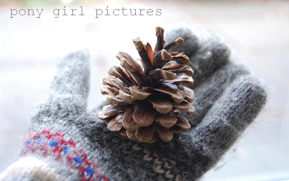 [pinecone+gloveF.JPG]