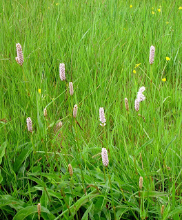 Plantas Selvagens Comestiveis Polygonum+bistorta