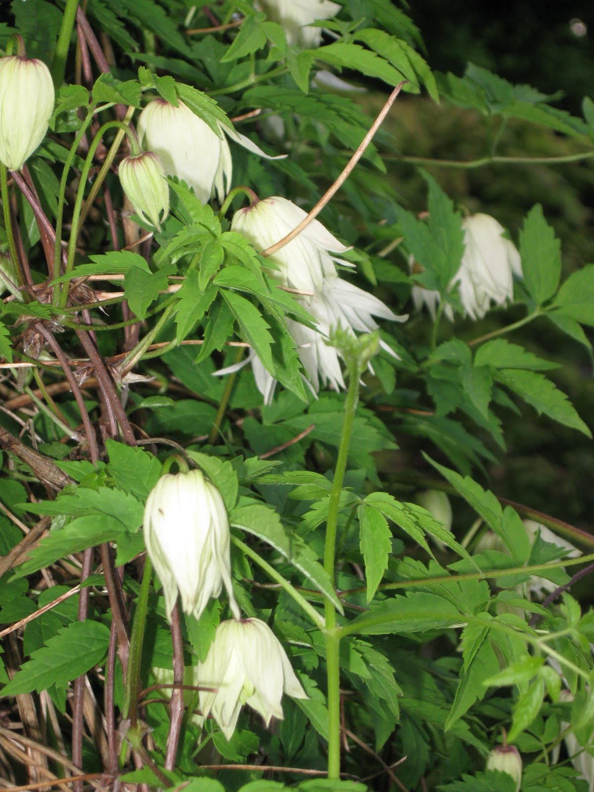 Blomsterbo: maj 2010