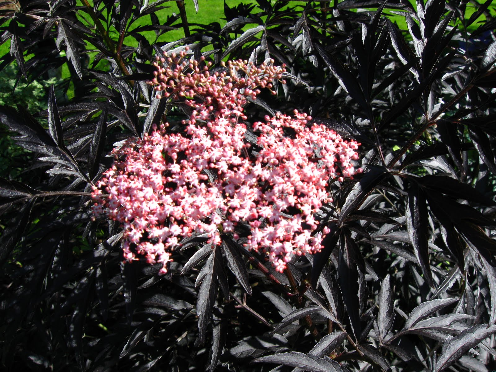 Blomsterbo: juli 2010