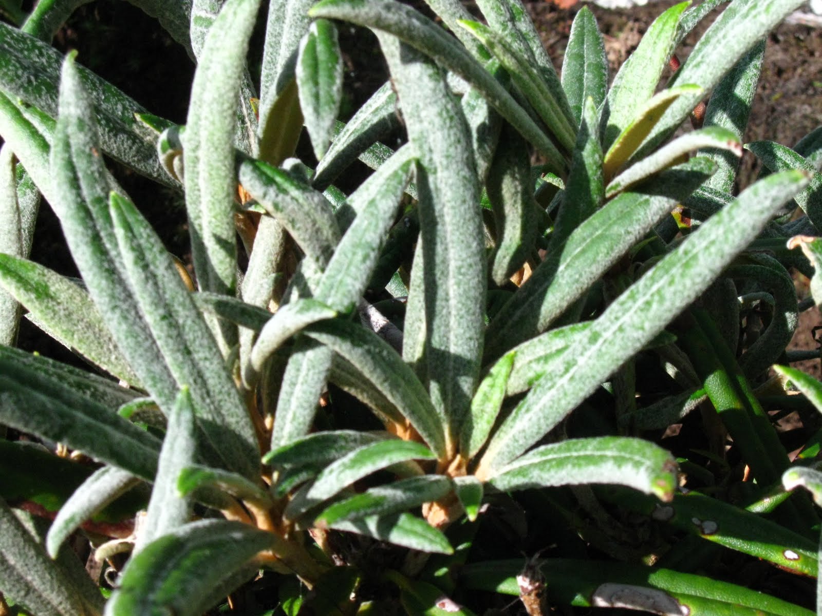 Blomsterbo: rhododendron endast vårblommor?