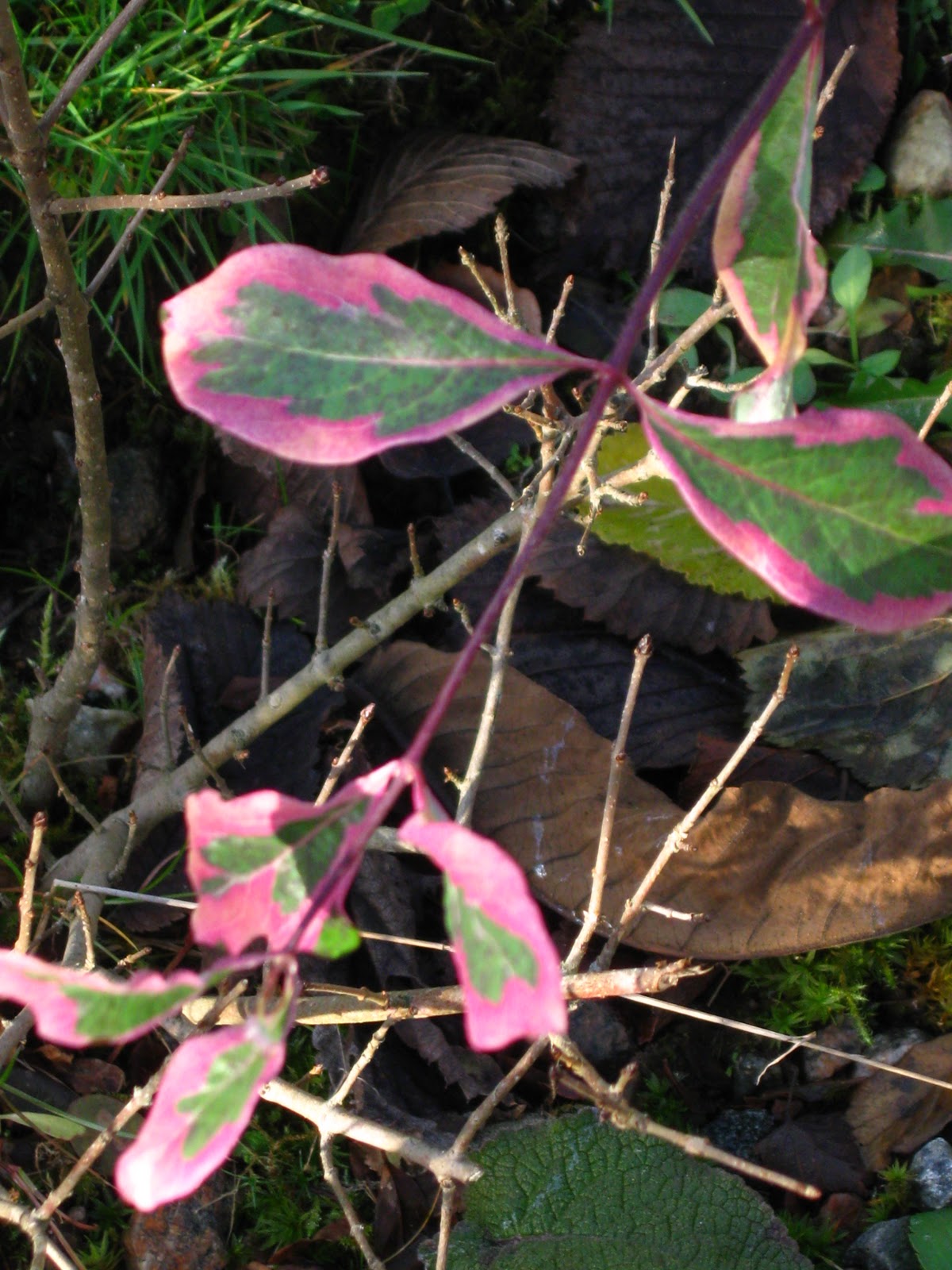Blomsterbo: oktober 2010