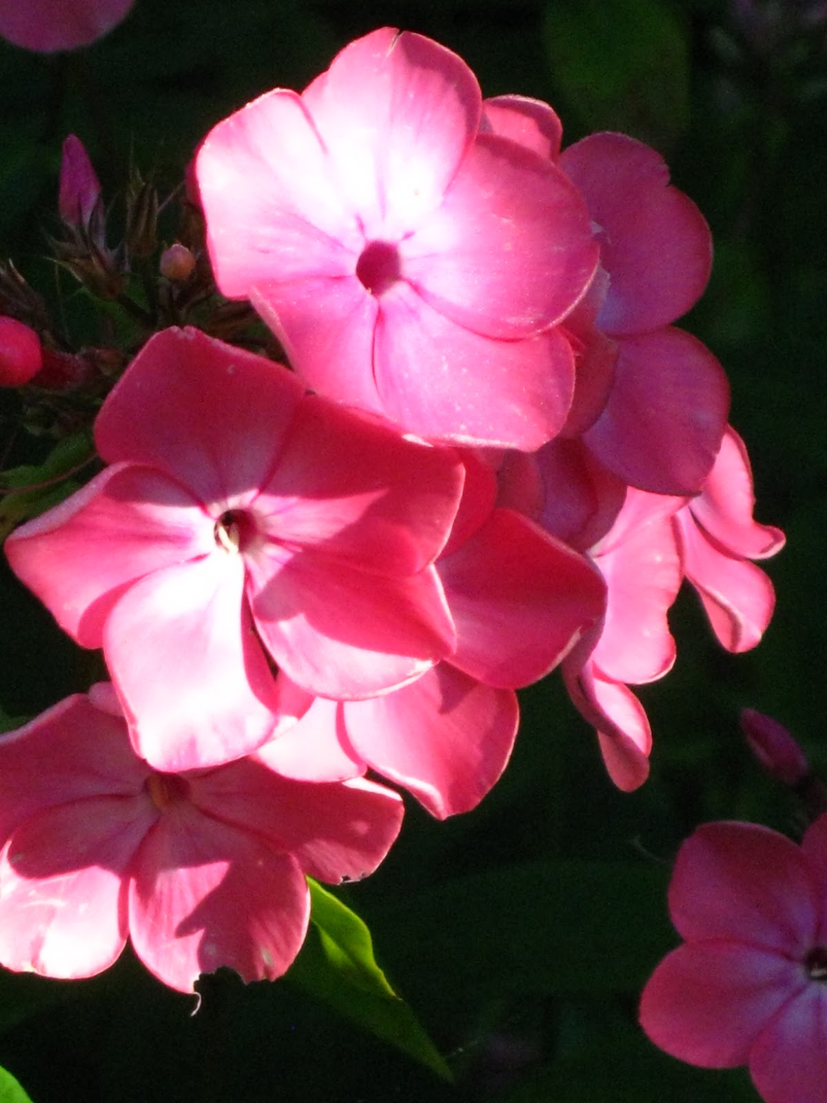 Blomsterbo: januari 2011