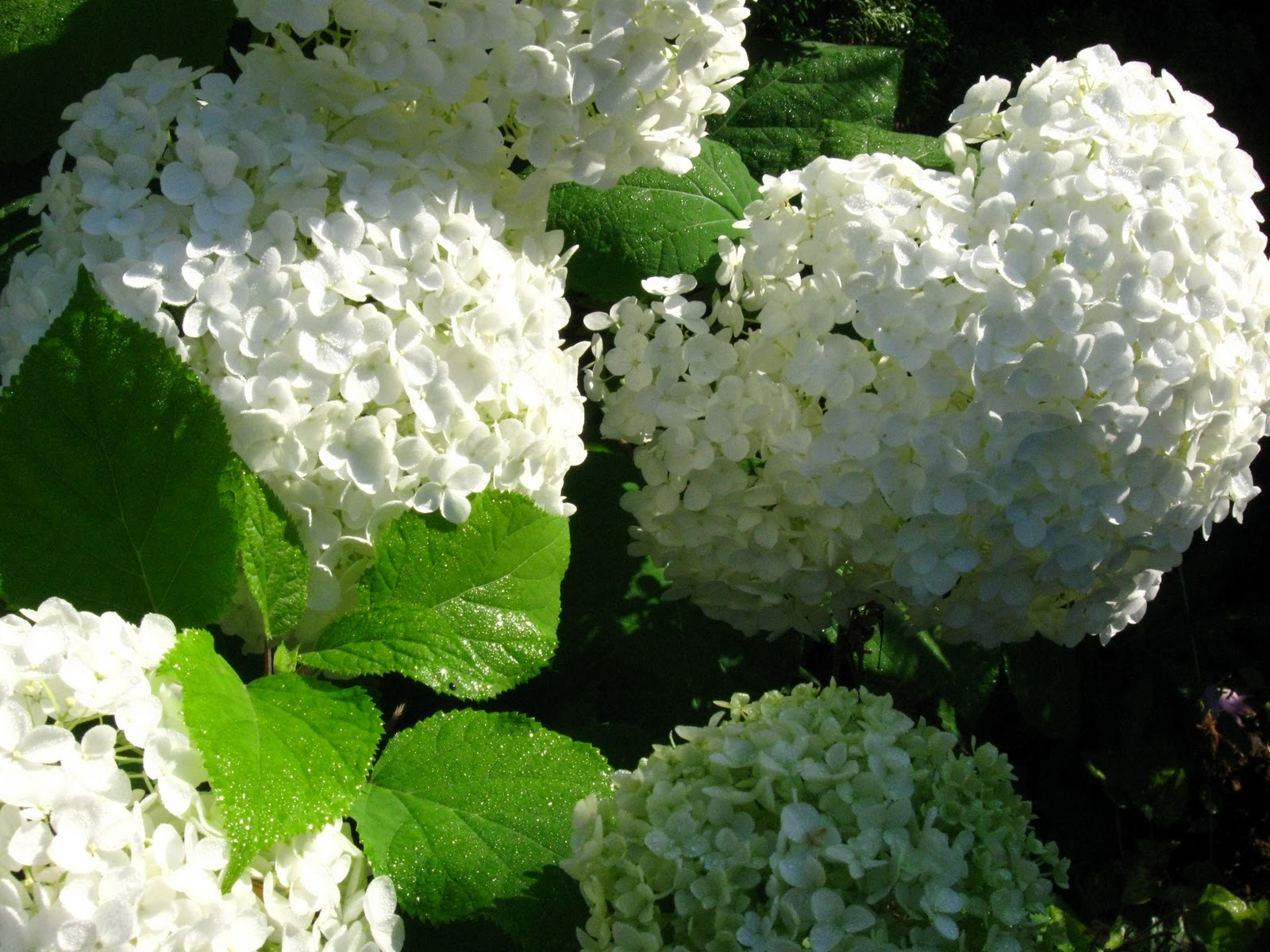 Blomsterbo: januari 2011