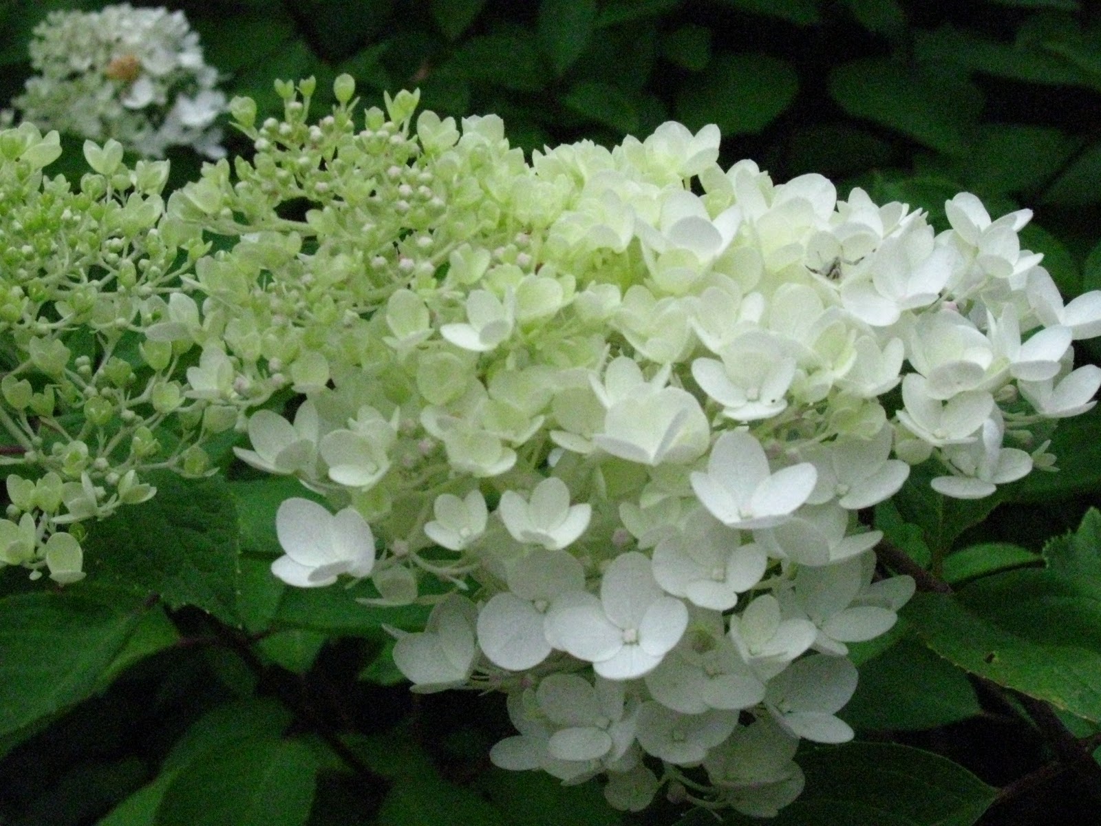 Blomsterbo: januari 2011