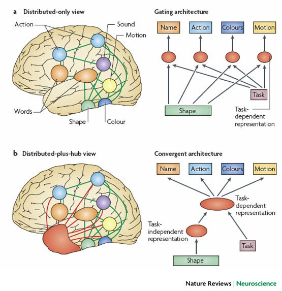 Talking Brains Semantics and Brain more on the ATL as a hub